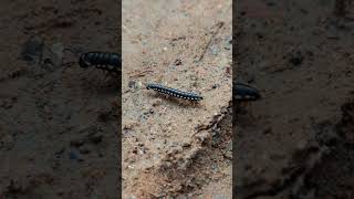 Myriapoda is searching for food [upl. by Arelus]