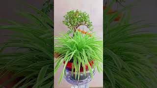 Decorations and cutting leave flowers grow in cup hydroponic system plants flower flower plants [upl. by Gollin]