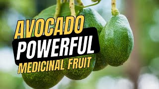 Avocado Properties and Medicinal Use [upl. by Anin]