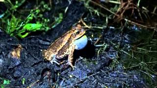 Gulf Coast Toad Incilius nebulifer calling [upl. by Lewls411]