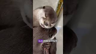 La loutre et son gardien  Une touchante réunion shorts animaux loutre [upl. by Niwle844]