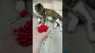 Cat barsik reverse video ASMR cat billi catvideos [upl. by Etterual]