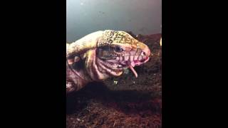 Spartacus the argentine tegu eats 4 baby rats [upl. by Shurlock]