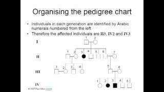 PEDIGREE SYMBOLS [upl. by Ramonda178]