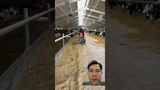 Incredible feed cutter farming cow feed feedshorts agriculture [upl. by Schwenk155]