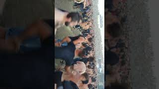 MOSH PIT AMON AMARTH  BOLOGNA SONIC PARK 270619 [upl. by Novert326]