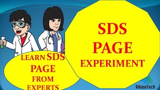 SDS PAGE experiment How to perform SDS PAGE in a lab  How to make SDS PAGE gel  How to run SDS [upl. by Orimar]