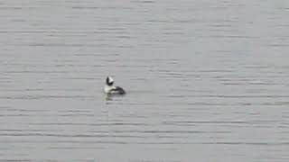 Bufflehead Duck [upl. by Kingsbury846]