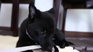 HD Schipperke スキッパーキ クー 初めての首輪 [upl. by Halliday]