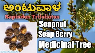 ಅಂಟುವಾಳ Sapindus Trifoliatus South Indian Soapnut [upl. by Nereids639]