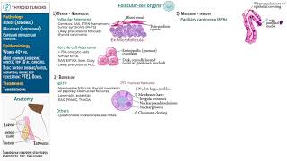 Thyroid Tumors 2024 [upl. by Iclehc]