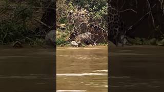 Jaguars🐆🐆caught the Caiman🐊 jaguars caiman brazil [upl. by Ingunna]