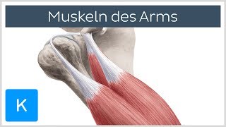 Muskeln des Arms  Ursprünge Ansätze und Innervation  Anatomie des Menschen  Kenhub [upl. by Dole]