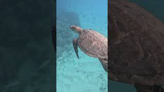 Hawksbill Sea Turtle [upl. by Berenice753]