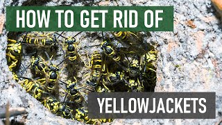 How to Get Rid of Yellowjackets 4 Easy Steps [upl. by Freeborn]