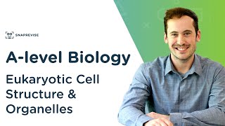 Eukaryotic Cell Structure amp Organelles  Alevel Biology  OCR AQA Edexcel [upl. by Aksehcnarf449]