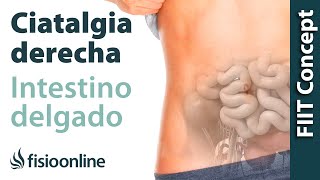 Ciática o ciatalgia derecha y su relación con el intestino delgado [upl. by Susana341]