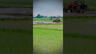 Beginning of kharif season in jammu 🌾  seasonal crop  Rice cultivation 🍚  nature food rice [upl. by Nannahs]