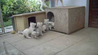 Siberian Husky of Snowdog Farm Austria  The Puppies L [upl. by Sevart]