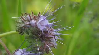 Phacelia tanacetifolia [upl. by Eiddet]