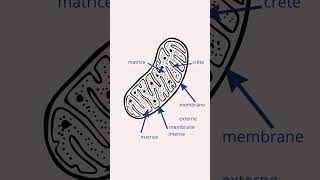 Mitochondrie Structure et Rôle [upl. by Ardith]