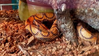 meet the rainbow boa [upl. by Aili]