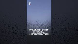 Unique Starling Murmuration Spotted in Turkiyes Skies  Subscribe to Firstpost [upl. by Maibach]