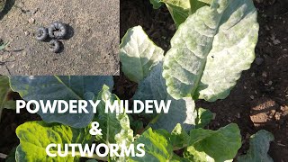 My garden is under attack Swiss chard Fungai Cutworms in my garden Countryside life [upl. by Peh]