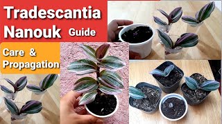 Tradescantia Nanouk Guide  Propagation amp Care Tips [upl. by Hahsia]