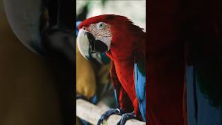 Macaw Sounds 5 [upl. by Carew]