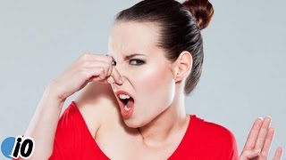 New Study Finds Smelling Farts Can Save Your Life [upl. by Vary]