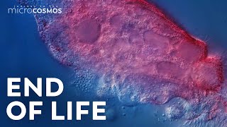 A Microscopic Tour of Death  Compilation [upl. by Atterrol]