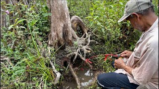 MANCING LEMBAT RAKUS YANG MENGGEROGOTI AKAR POHON SAMPAI POHONNYA MATI… [upl. by Klinger]