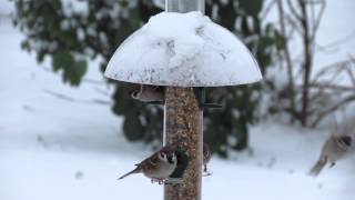 Regenkuppel für Futtersäulen im Winter [upl. by Notelrac]