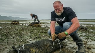 Using Oyster Shells to Decrease Acidic Seawater [upl. by Catha]