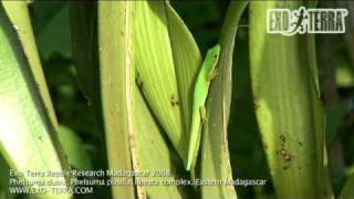 Exo Terra  Madagascar Phelsuma dubia Phelsuma pusillalineata complex [upl. by Lalita748]