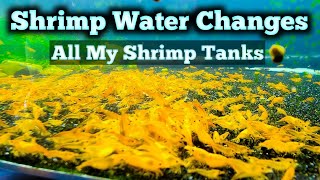 TONS of Shrimp Tanks  How I Do Weekly Water Changes on LOADS of Shrimp Tanks  Shrimp Tank Tour [upl. by Yoccm]