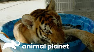 A Houston Flood Leads to A Displaced Tiger  The Vet Life  Animal Planet [upl. by Krenn]