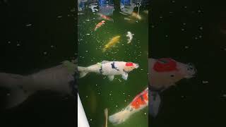 Jumbo Tancho Showa Koi fish feeding [upl. by Schwenk]