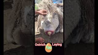 Ostrich laying an egg🥚  ostrich bird laying eggs  🥚 ostrich egg shorts [upl. by Eisdnyl]