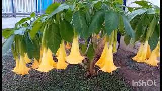 Τρομπέτα Των ΑγγέλωνAngel Trumpet Flowers Brugmansia Suaveolens [upl. by Gairc]