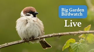 Big Garden Birdwatch Live 2024  Bird Feeders From Across The UK  Sunday [upl. by Boak]