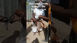 Vaccinating Fowl pox and Fowl Coryza in Sasso Chickens poultryfarming organicfarming vaccinated [upl. by Jessi]