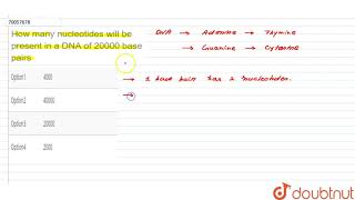 How many nucleotides will be present in a DNA of 20000 base pairs [upl. by Eatnom]