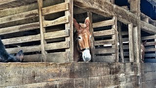 Historic Longstreet Farm at Holmdel Park [upl. by Ellenyl]