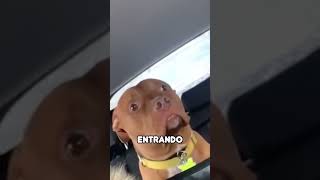 Perro Asustado en Coche shorts [upl. by Mall408]