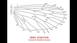 Basic Insect Wing Venation Explained [upl. by Richman691]