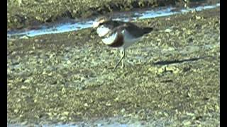 New Zealand Birds Banded Dotterel Charadrius bicinctis feeding [upl. by Stuart]