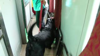 Unexpected Rare passenger Animals on High speed Rajdhani express train [upl. by Eduam439]