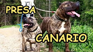 Presa Canario Strong Guard Dog [upl. by Trescott]